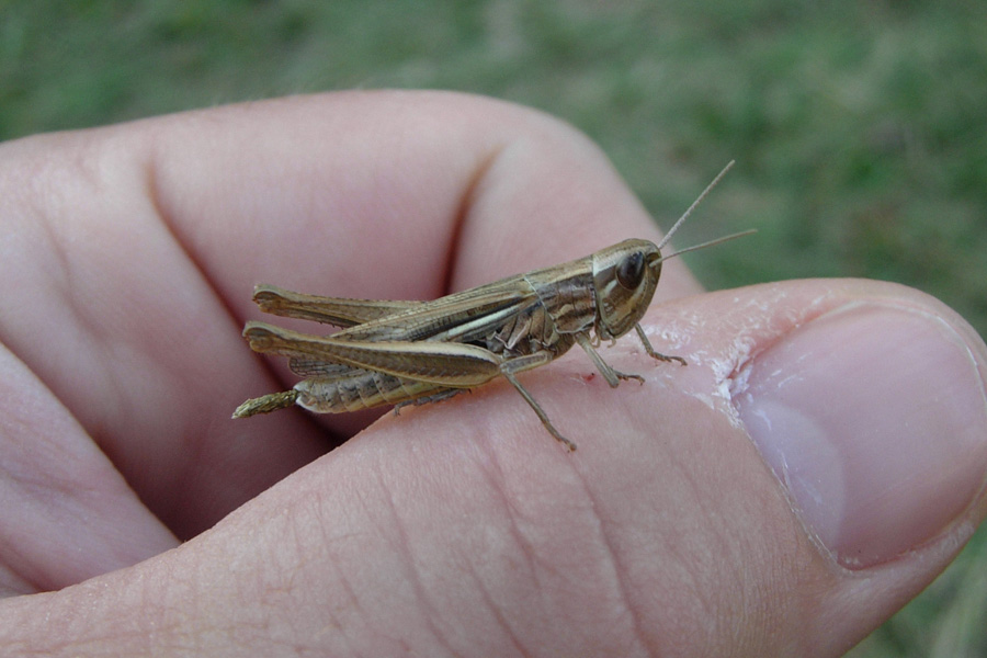 Euchorthippus declivus e Chorthippus parallelus